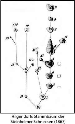 Hilgendorfs Stammbaum